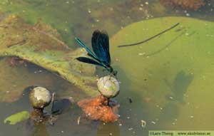 Blåbandad jungfruslända, Calopteryx splendens